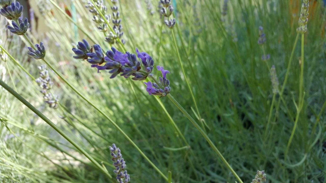 Barone 4 You Šibenik Eksteriør billede